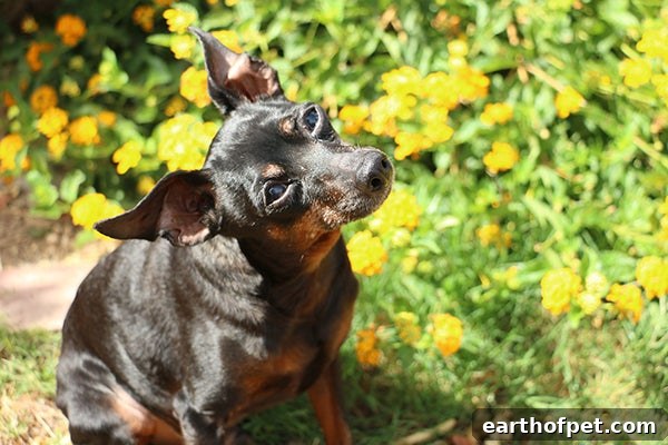 World Pet Memorial Day