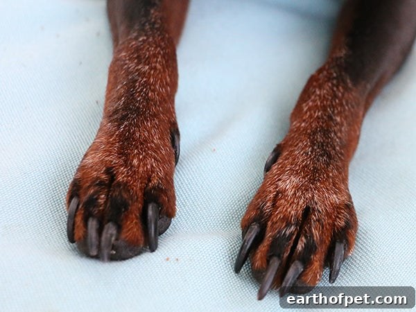 pet grooming, Preventative Healthcare for Senior Pets