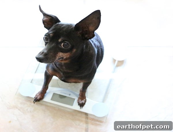 older dog, Preventative Healthcare for Senior Pets