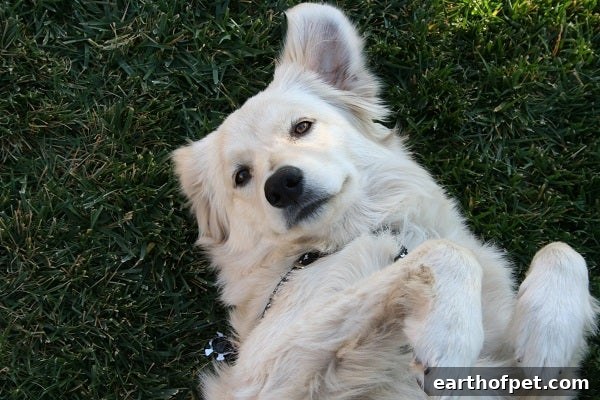 dog in grass, Pet Friendly Garden