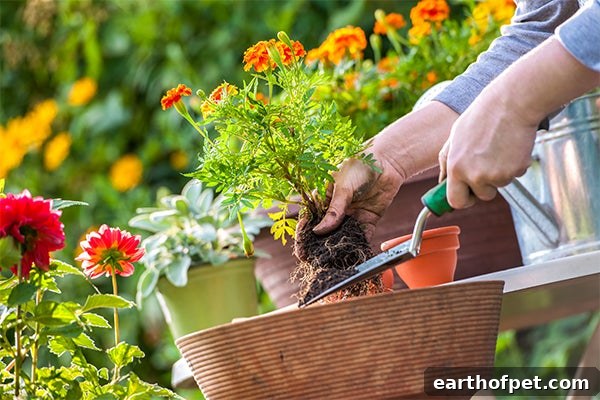 planting flowers, Pet Friendly Garden
