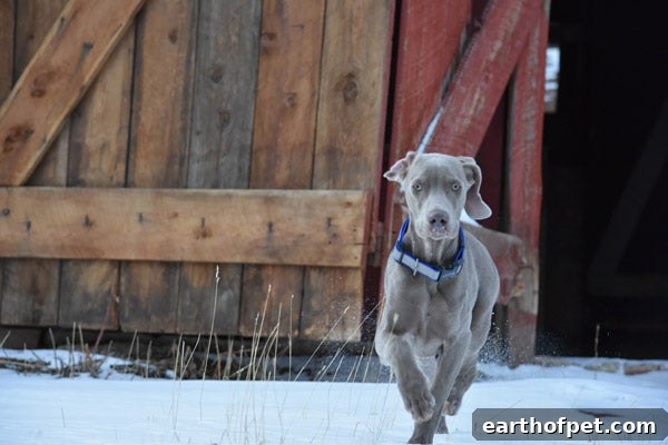 koda running, first time pet owner, core+ for dogs