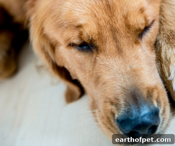 lyme disease dog. Wellness pet food. Dog food, best dog food, wet dog food, dry dog food, Lyme Disease in Dogs