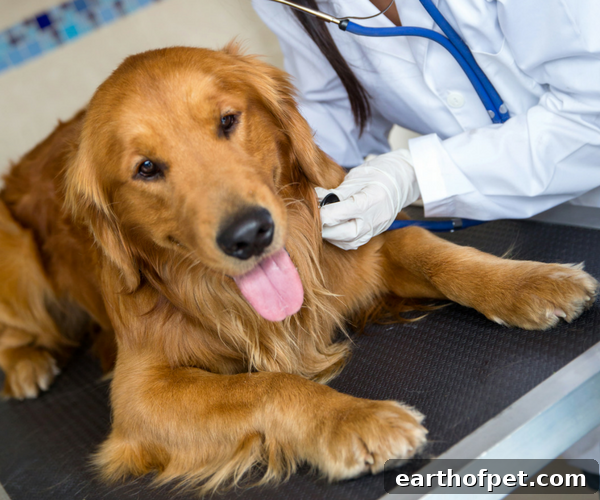 dog lyme disease veterinarian. Wellness pet food. Dog food, best dog food, wet dog food, dry dog food.