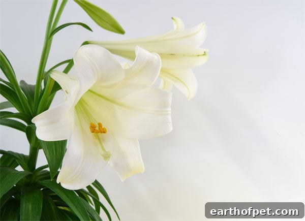 Easter lilies. Top 5 Easter Hazards for Pets. Wellness Pet Food, dry dog food, wet dog food, healthy dog food.