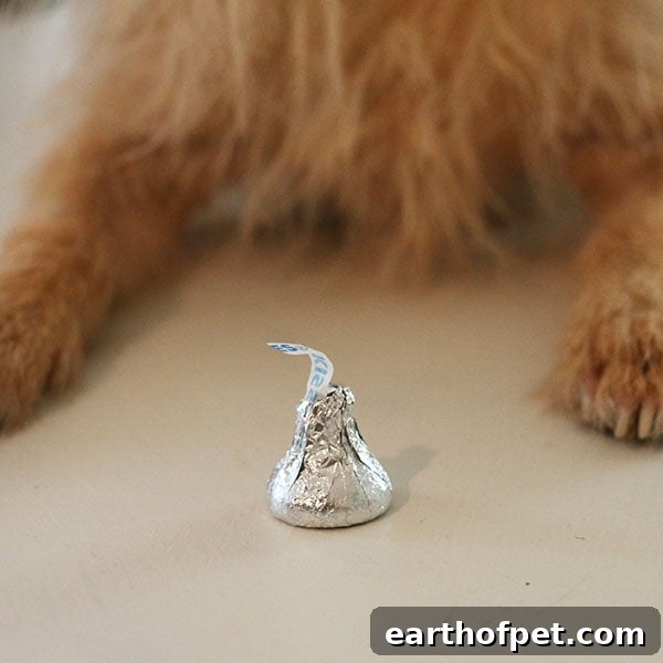dog chocolate, poisoning in dogs