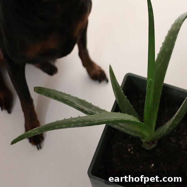 aloe plant, poisoning in dogs