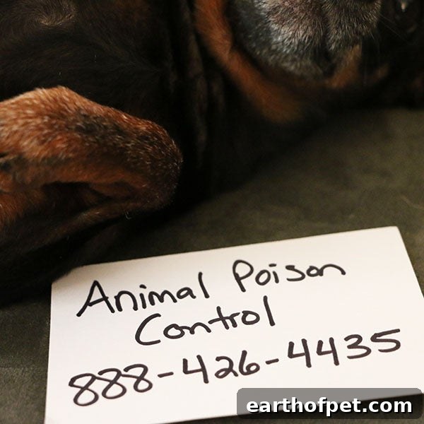 hotline, poisoning in dogs