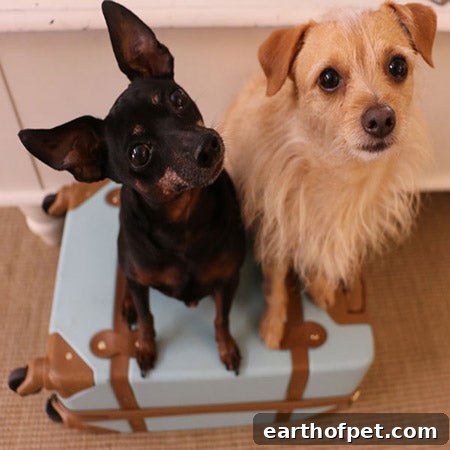 dogs on luggage