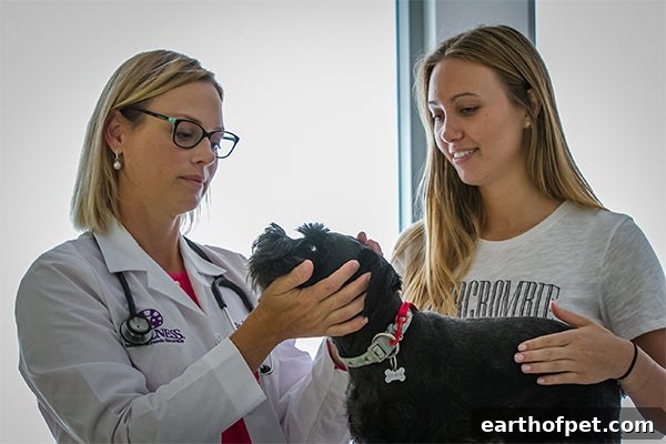 Veterinary dental check for a dog — checking teeth and gums for dental disease