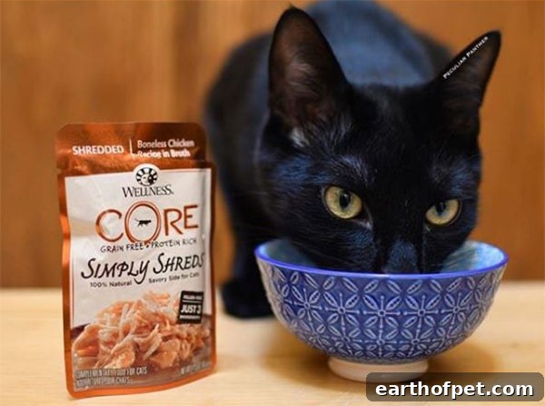 Cat mealtime