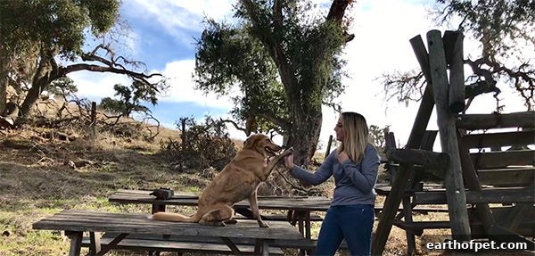 woman training her dog, Choose a Professional Dog Trainer