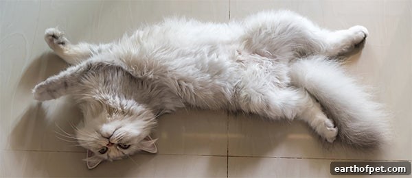Relaxed cat showing their belly, Most Common Cat Behaviors Explained, cat food, healthy cat food, wet cat food, dry cat food