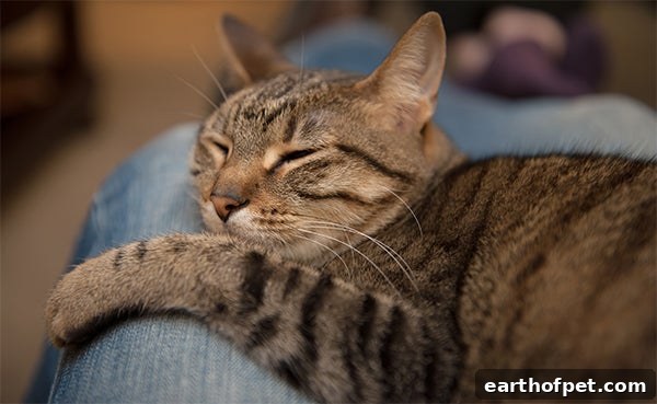 cat showing affection by sleeping on someones lap, Most Common Cat Behaviors Explained, cat food, healthy cat food, wet cat food, dry cat food
