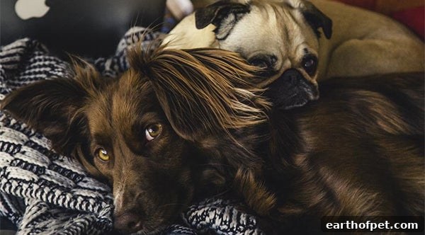 dogs snuggling together, Dog at Risk of Frostbite