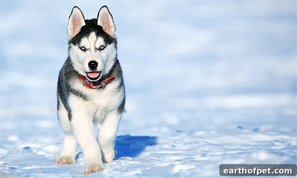 husky in snow, Dog at Risk of Frostbite