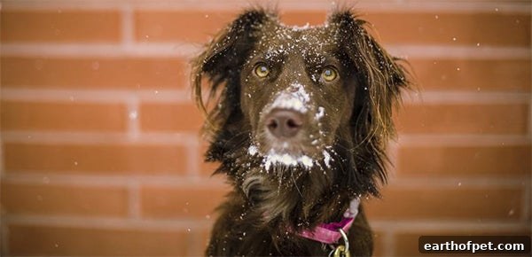 dog with snow on his nose, Dog at Risk of Frostbite