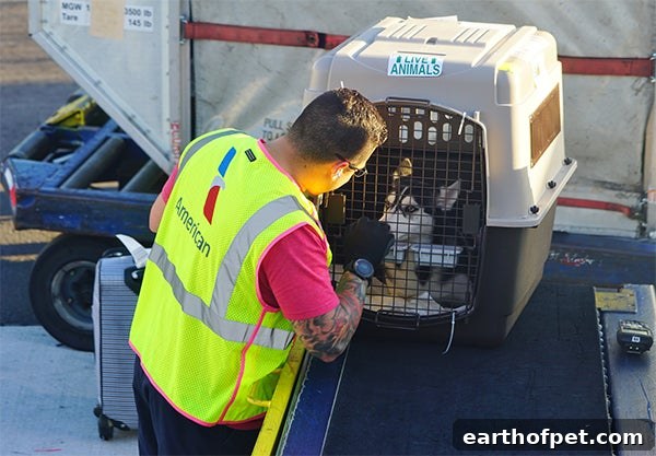 dog travel in airplane, Traveling With Pets On An Airplane