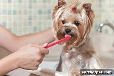 Yorkie Teeth Brushing, Dental Care Tips for Pets, dog dental health, dog dental chews