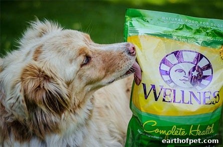 Taking Photos with your dog. 6 Ways To Celebrate National Dog Day