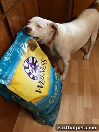 feeding dog Wellness Natural Pet Food