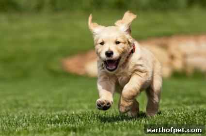 Dog Running