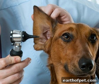 Pet Ear Exam, How Do You Detect Cancer Early in Your Pets?