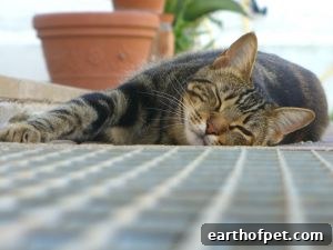 lethargic cat, How Do You Detect Cancer Early in Your Pets?