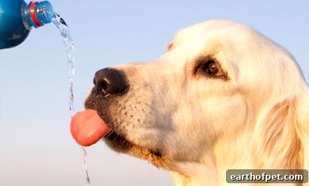 Diabetes isn’t just a human disease. It’s on the rise in our pets, affecting thousands of dogs and cats every year. According to Banfield Applied Research and Knowledge (BARK) diabetes more often affects cats than dogs. Diabetes typically develops in older pets, however, since diabetes is largely a lifestyle related disease, it is preventable.