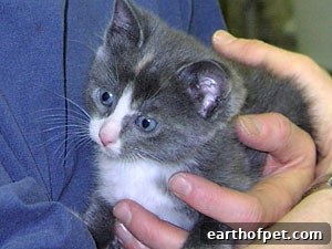 5 Tips for Socializing Your New Kitten