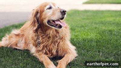 Dog Panting - How to Keep Your Pet Comfortable and Safe in the Summer Months