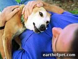 Adopted Dog With Pet Parent, Ways to Help Your Dog Adoption Go Smoothly, how to adopt a dog, best way to adopt a dog