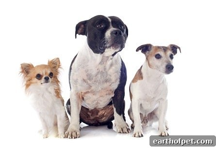 Adopt a senior dog: calm companion enjoying a walk and rest