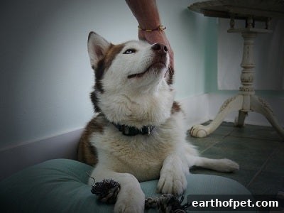 Dog sitting contently