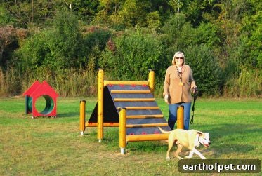 Dogs socializing at a dog park