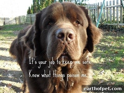 Poison Prevention Month, Poison Prevention Safety Tips for Pets