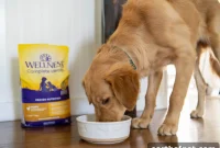 Why Your Pet Needs the Right Balance of Protein, Fat and Carbs