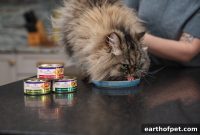 Is Your Cat Bored With Food? How to Add Gourmet Variety