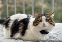 PetPace V3.0 Smart Cat Collar: Live Tracking and Monitoring