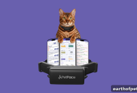 Detect Feline Hyperthyroidism Early with PetPace