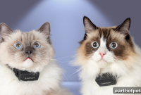 Track Stress and Adaptation in Shelter Cats with PetPace