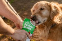 How to Add Moisture to Your Dog’s Kibble for Summer Hydration