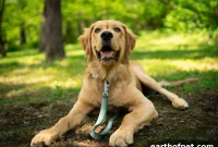 Dog Allergy Foods: Hydrolyzed vs Limited vs Grain-Free