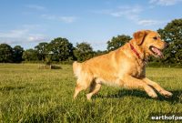 Golden Retriever Health by Age: What to Expect at Every Stage